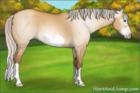 Horse Color:Gray Silver Amber Champagne Dun Splash Frame 