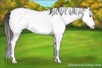Horse Color:White Spotted Smoky Black Splash