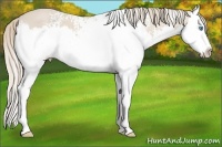 Horse Color:White Spotted Smoky Creme Splash 
