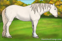 Horse Color:Perlino Dun Rabicano 