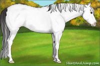 Horse Color:White Spotted Smoky Grullo Splash Rabicano 