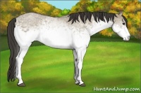 Horse Color:White Spotted Smoky Grullo Rabicano