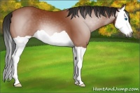 Horse Color:Gray Bay Splash 