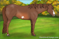 Horse Color:Liver Chestnut Frame 