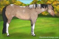 Horse Color:Bay Dun Tobiano 