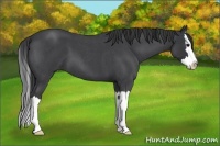 Horse Color:Blue Roan Splash 