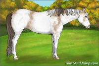 Horse Color:White Spotted Sable Cream Champagne