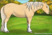 Horse Color:Palomino Varnish 