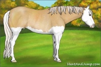 Horse Color:Palomino Splash Rabicano 