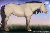 Horse Color:Amber Champagne Dun 