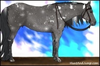 Horse Color:White Spotted Black 