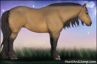 Horse Color:Buckskin 