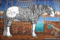 Horse Color:Black Splash Appaloosa 