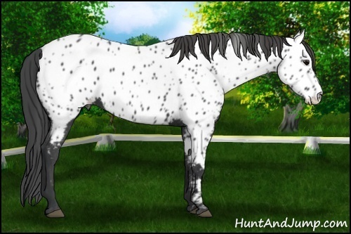Horse Color: Black Near Leopard 
