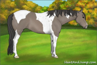 Horse Color:Brown Tobiano 