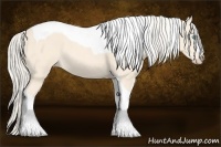 Horse Color:Cremello Tobiano