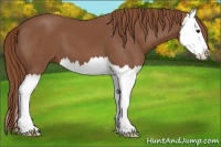 Horse Color:Chestnut Splash 