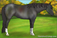 Horse Color:Smoky Black