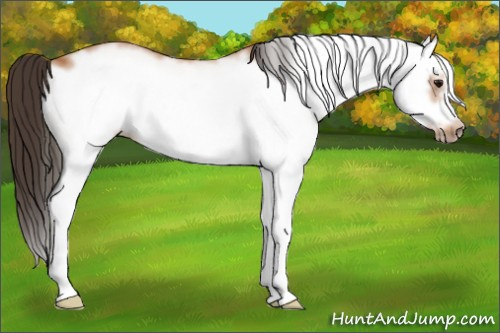 Horse Color: White Spotted Bay Splash Frame 
