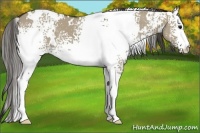 Horse Color:White Spotted Smoky Grullo 