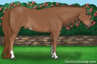 Horse Color:Chestnut Sabino 