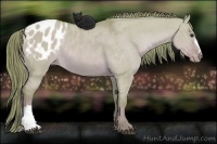 Horse Color:Watercolor Red Dun Appaloosa 