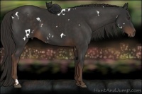 Horse Color:White Spotted Liver Chestnut 