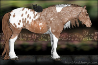 Horse Color:Liver Chestnut Ice Tobiano Appaloosa 