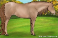 Horse Color:Liver Chestnut Pearl