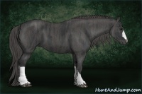 Horse Color:Black  Brindle