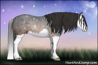 Horse Color:Brown Splash Rabicano 