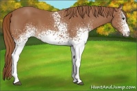 Horse Color:White Spotted Chestnut 