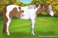 Horse Color:White Spotted Chestnut Tobiano 