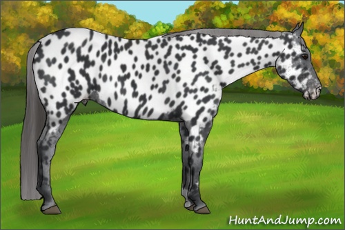Horse Color: Black Near Leopard 