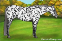 Horse Color:Black Near Leopard 
