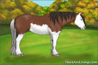 Horse Color:Bay Splash 