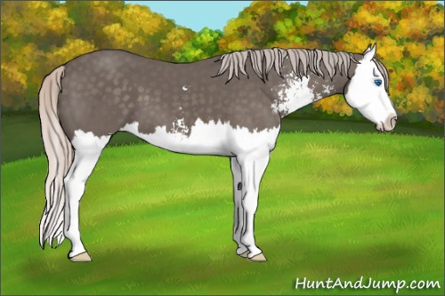 Horse Color: Silver Black Sabino Splash 