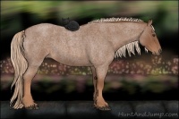 Horse Color:Red Roan 