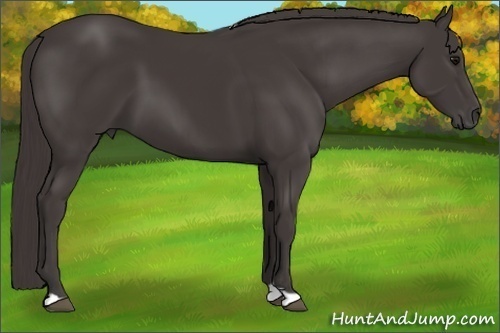 Horse Color:Smoky Black 