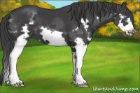 Horse Color:Black Splash Frame 