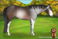 Horse Color:Gray Brown Sabino 