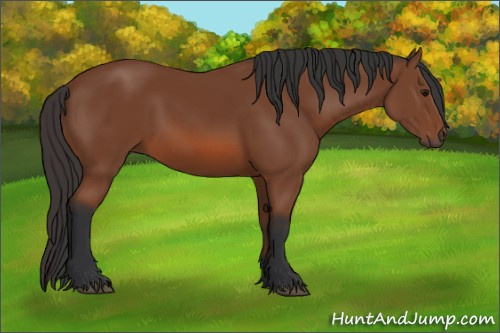 Horse Color: Bay 
