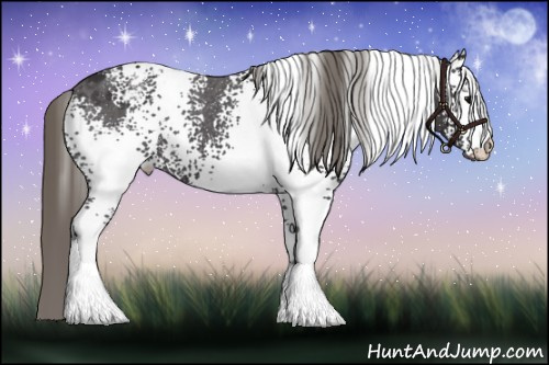 Horse Color: White Spotted Buckskin Blanket 