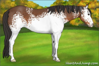 Horse Color:White Spotted Bay 