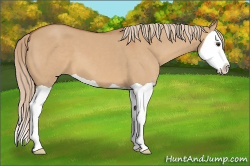 Horse Color: Red Dun Splash 