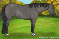 Horse Color:Grullo Rabicano 