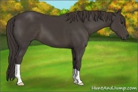Horse Color:Smoky Black 