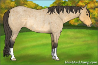 Horse Color:Buckskin Roan Rabicano 