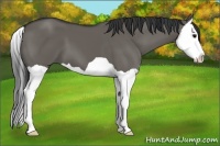 Horse Color:Grullo Splash 
