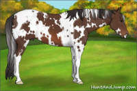 Horse Color:White Spotted Bay Tobiano